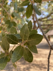 Aceria mackiei