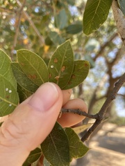 Aceria mackiei
