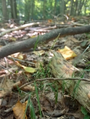 Agrostis perennans