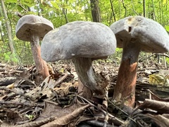 Hypomyces melanocarpus