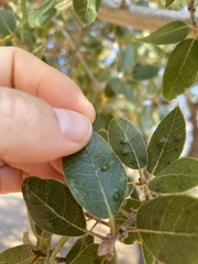 Aceria mackiei