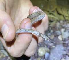 Hypsiglena chlorophaea