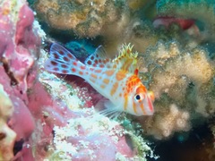 Cirrhitichthys falco