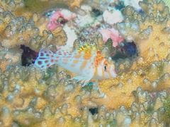 Cirrhitichthys falco