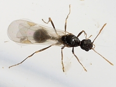Aphaenogaster