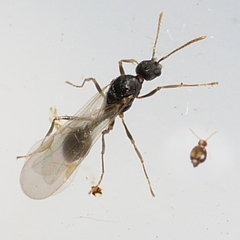 Aphaenogaster