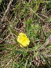Crocanthemum brasiliense