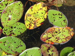 Polypedilum braseniae