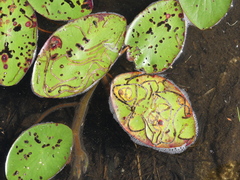 Polypedilum braseniae