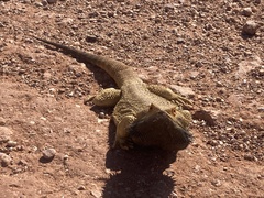 Pogona vitticeps