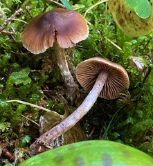 Cortinarius casimirii