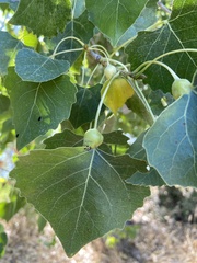 Pemphigus obesinymphae