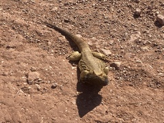 Pogona vitticeps