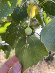 Pemphigus obesinymphae