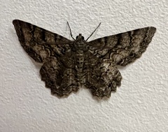 Epimecis
