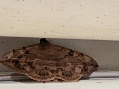 Anticarsia gemmatalis