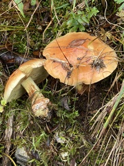 Cortinarius aureofulvus