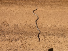 Pseudonaja aspidorhyncha