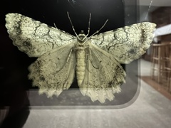 Epimecis