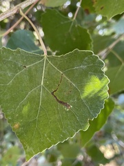 Stigmella salicis
