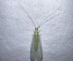 Chrysopa quadripunctata