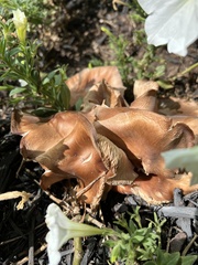 Desarmillaria tabescens