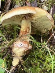 Cortinarius aureofulvus