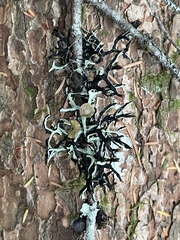 Hypogymnia imshaugii