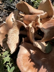 Desarmillaria tabescens