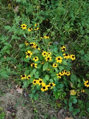 Rudbeckia hirta