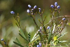 Comesperma volubile