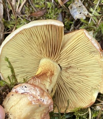 Cortinarius aureofulvus