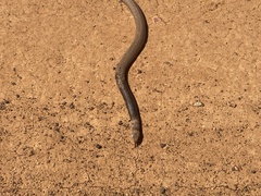 Pseudonaja aspidorhyncha