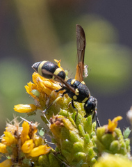 Parancistrocerus declivatus