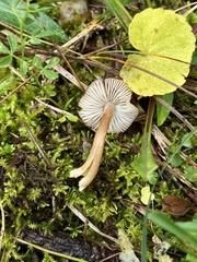 Inocybe