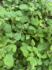 Solanum sarrachoides