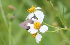 Parrhasius polibetes