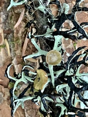 Hypogymnia imshaugii