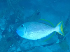 Xanthichthys auromarginatus