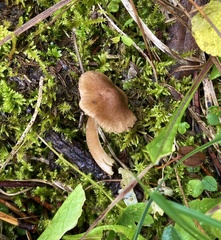 Inocybe