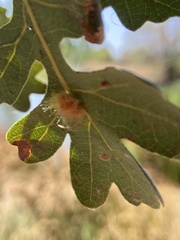Druon fullawayi