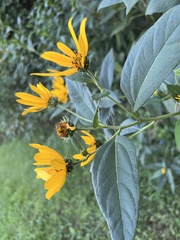 Helianthus