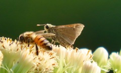 Polites themistocles