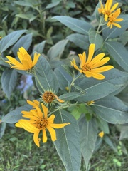 Helianthus