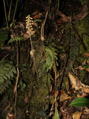 Goodyera