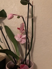Phalaenopsis