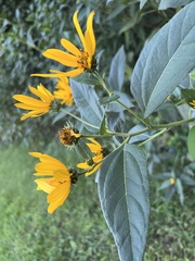 Helianthus