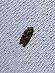 Blastobasis glandulella