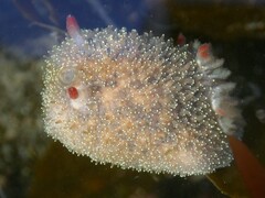 Acanthodoris nanaimoensis