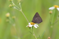 Parrhasius polibetes